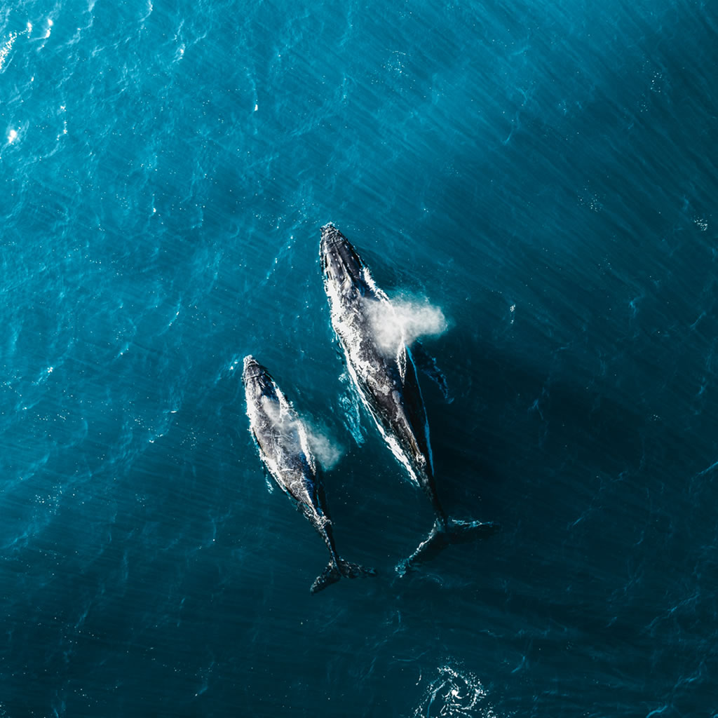 FIGARIE Whale Watching Cape Agulhas